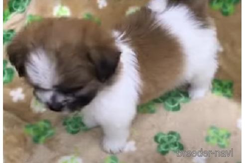 成約済の茨城県のマルシーズー:マルチーズ×シーズー-178557の2枚目